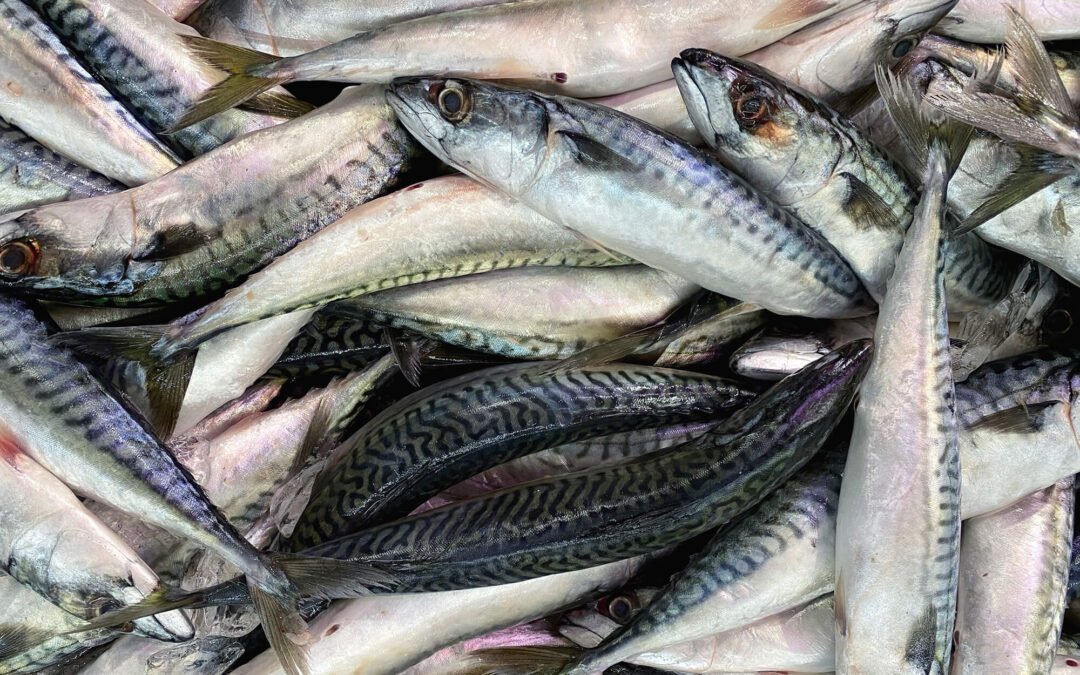 Sardinas al horno con vino blanco y pan rallado